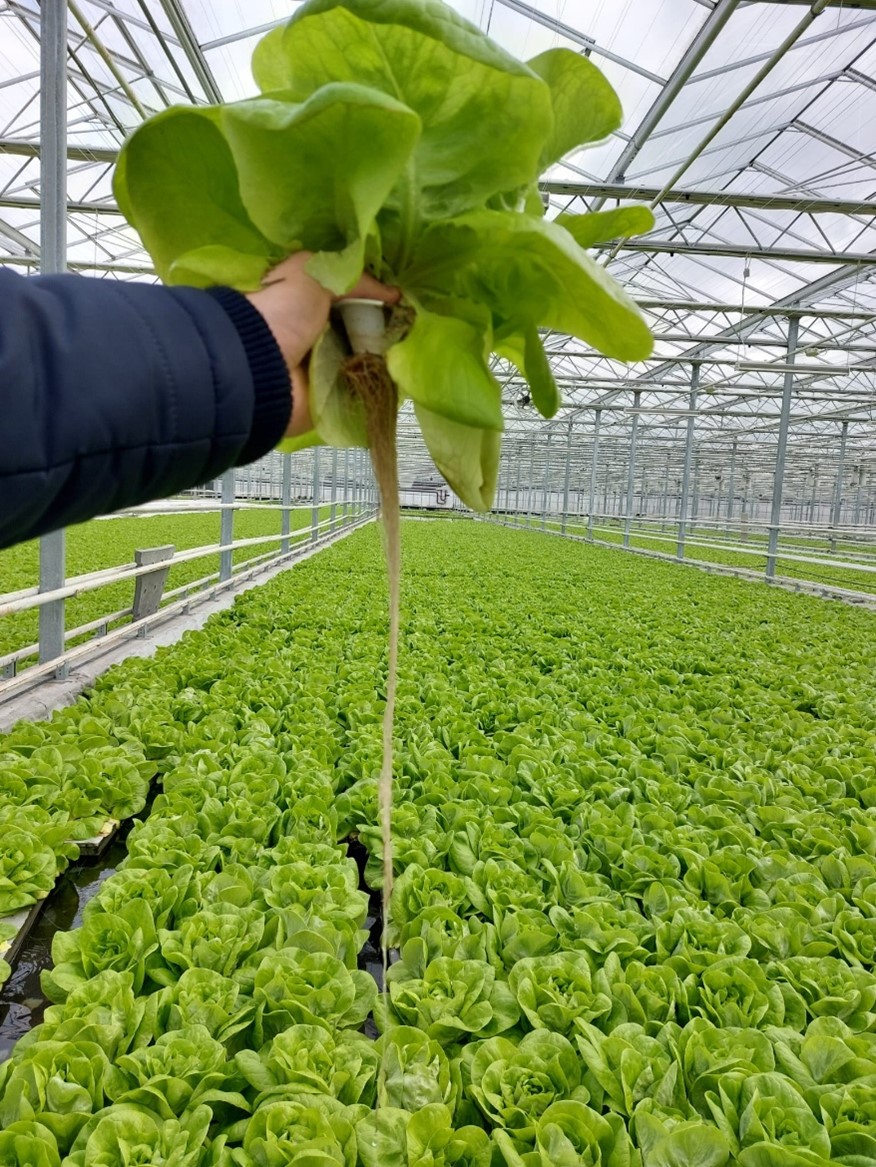 Key Grower Questions in DWC.jpg